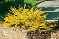 Forsythia Maree dOr  -R- 3 L 30-  40