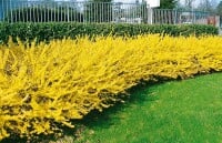 Forsythia Maree dOr  -R- 3 L 30-  40