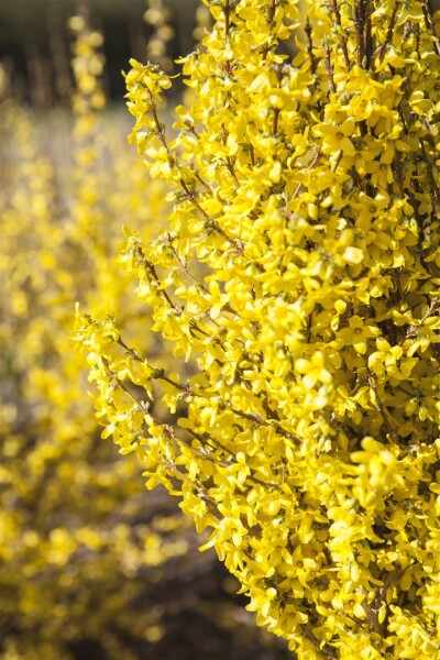 Forsythia Week-End  -R- 3 L 40-  60