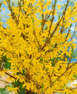 Forsythia Week-End  -R- 3 L 40-  60