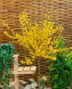 Forsythia Week-End  -R- 3 L 40-  60