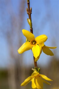 Forsythia Week-End  -R- 3 L 40-  60