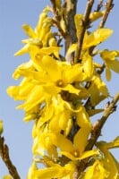 Forsythia Week-End  -R- 3 L 40-  60