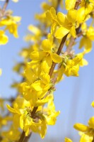 Forsythia Week-End  -R- 3 L 40-  60