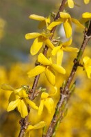 Forsythia Week-End  -R- 3 L 40-  60