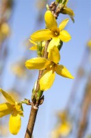 Forsythia Week-End  -R- 3 L 40-  60