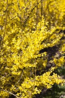 Forsythia Week-End  -R- 3 L 40-  60