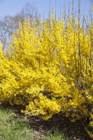 Forsythia Week-End  -R- 3 L 40-  60