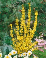 Forsythia Week-End  -R- 60- 80 cm