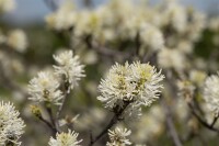 Fothergilla major 3 L 30-  40