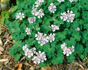 Geranium renardii 2L 25-