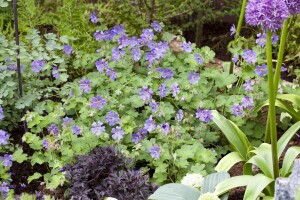 Geranium renardii 2L 25-