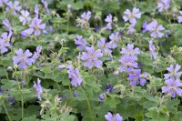 Geranium renardii 2L 25-