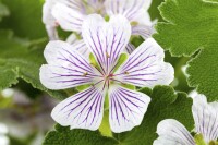 Geranium renardii 2L 25-