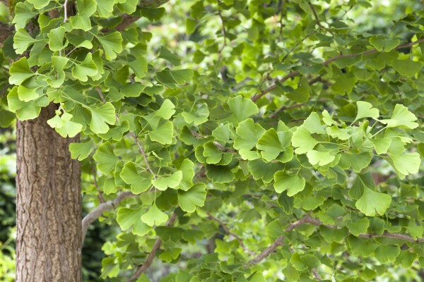 Ginkgo biloba Sta 30-  40