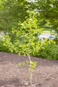 Ginkgo biloba Sta 30-  40