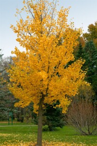 Ginkgo biloba Sta 30-  40