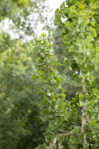 Ginkgo biloba Sta 30-  40