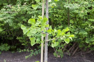 Ginkgo biloba Sta 30-  40