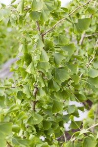 Ginkgo biloba Sta 30-  40