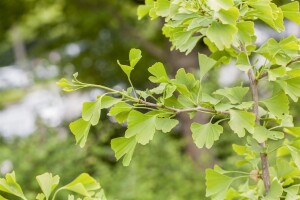 Ginkgo biloba Sta 30-  40