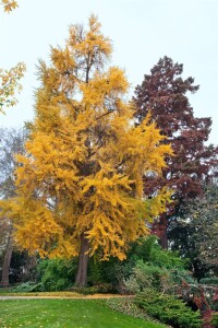 Ginkgo biloba 60-  80