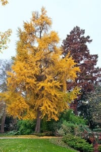 Ginkgo biloba 80- 100 cm