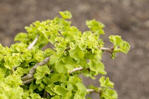 Ginkgo biloba 80- 100 cm