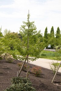 Ginkgo biloba 80- 100 cm