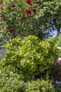 Ginkgo biloba Mariken Sta C 7,5      Krone mehrj.   Stammhöhe 80 cm + Krone