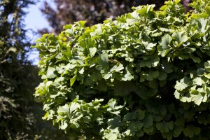 Ginkgo biloba Mariken Sta C 7,5      Krone mehrj.   Stammhöhe 80 cm + Krone