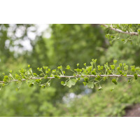 Ginkgo biloba Tubifolia 3 L 40-  60