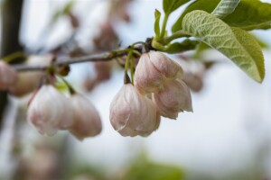 Halesia carolina 3 L 40-  60