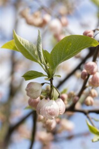 Halesia carolina 3 L 40-  60