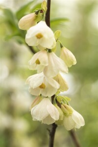 Halesia carolina 3 L 40-  60