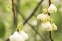 Halesia carolina 3 L 40-  60