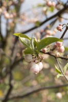 Halesia carolina 3 L 40-  60