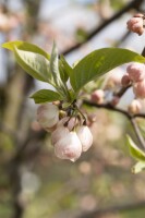 Halesia carolina 3 L 40-  60