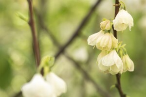 Halesia carolina 60- 80 cm