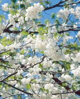 Halesia carolina 60- 80 cm