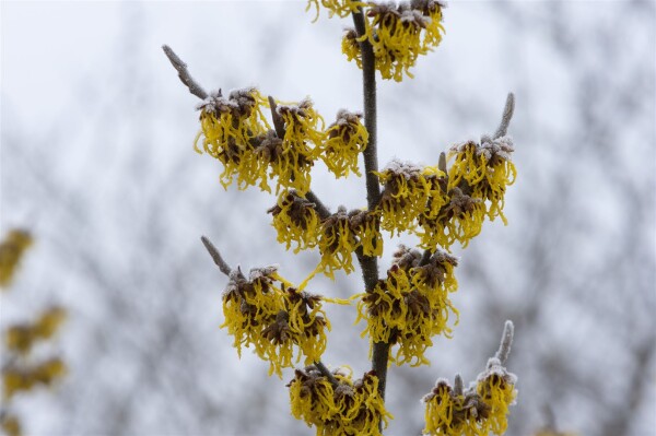 Hamamelis intermedia Barmstedts Gold 60- 80 cm