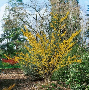 Hamamelis intermedia Barmstedts Gold 60- 80 cm