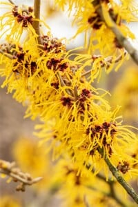 Hamamelis intermedia Barmstedts Gold 60- 80 cm