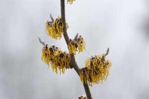 Hamamelis intermedia Barmstedts Gold 60- 80 cm