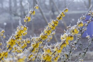 Hamamelis intermedia Barmstedts Gold 60- 80 cm