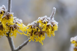 Hamamelis intermedia Barmstedts Gold 60- 80 cm