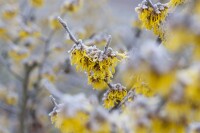 Hamamelis intermedia Barmstedts Gold 60- 80 cm