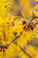 Hamamelis intermedia Barmstedts Gold 60- 80 cm