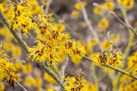 Hamamelis intermedia Barmstedts Gold 60- 80 cm