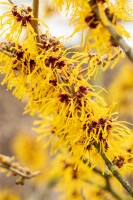 Hamamelis intermedia Barmstedts Gold 60- 80 cm